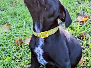 Mixed Breed dogs French bulldog x German short haired puppies - Advert 2