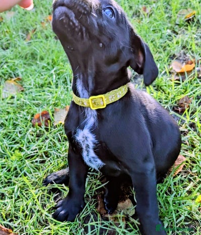 Mixed Breed dogs French bulldog x German short haired puppies - Advert 4