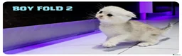 Scottish Fold cats for sale: Beautiful Scottish Fold,British & Munchkin Kittens - Advert 23