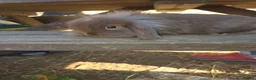 Mini Lion Lop rabbits for sale: Mini lion lops - Advert 6