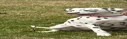 Dalmatian dogs for sale: 💫🐾 Dalmatian puppies due soon 🐾💫 in Upminster - Advert 1