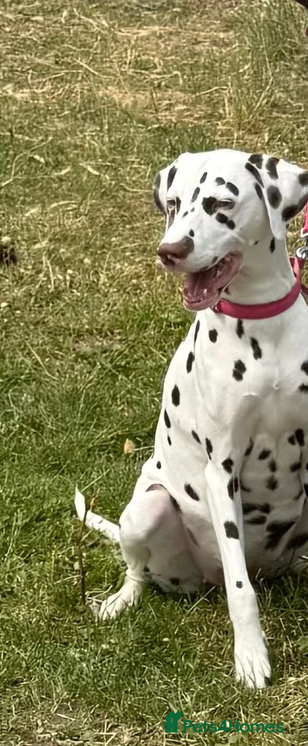 Dalmatian dogs for sale: 💫🐾 Dalmatian puppies due soon 🐾💫 in Upminster - Advert 1