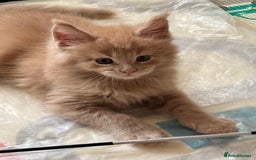 Maine Coon cats for sale: ✨Stunning Maine Coon Kittens Champion Bloodline!✨ - Image 5