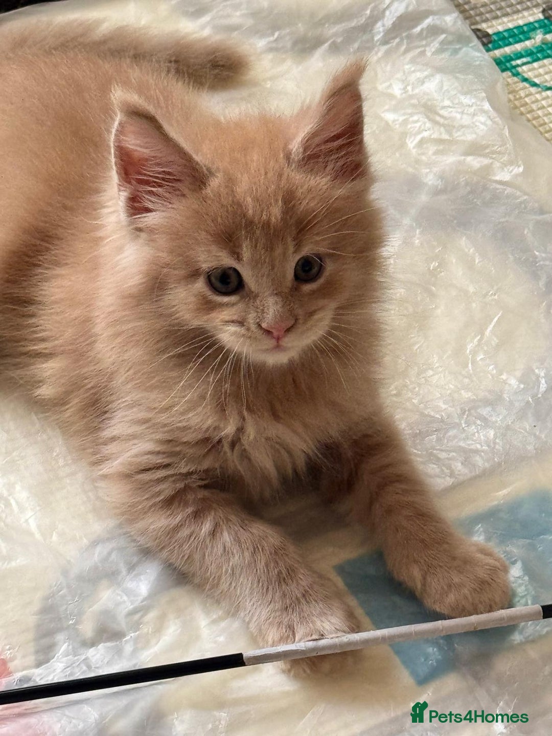 Maine Coon cats for sale: ✨Stunning Maine Coon Kittens Champion Bloodline!✨ - Image 5