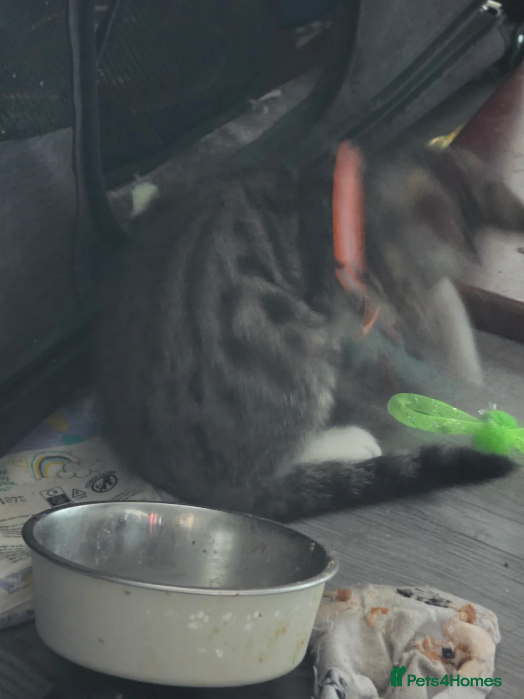 Mixed Breed cats for sale: Tabby kitten  - Advert 3