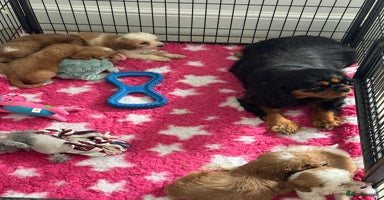 Cavapoo dogs - Advert 2
