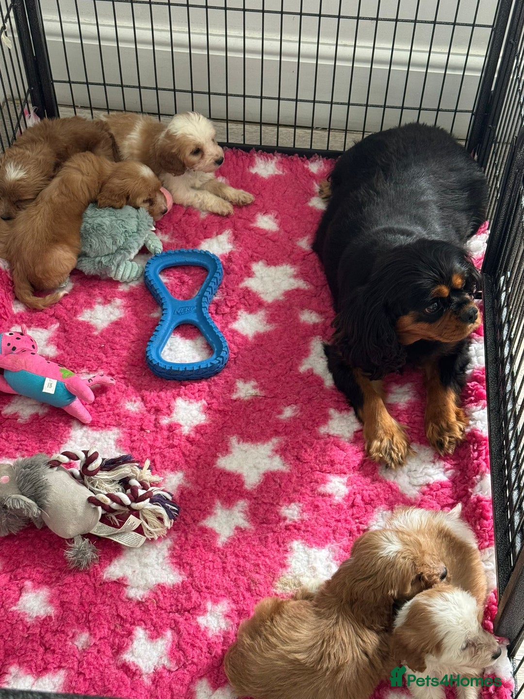 Cavapoo dogs for sale: Beautiful cavapoo puppies ❤️💙 - Image 2