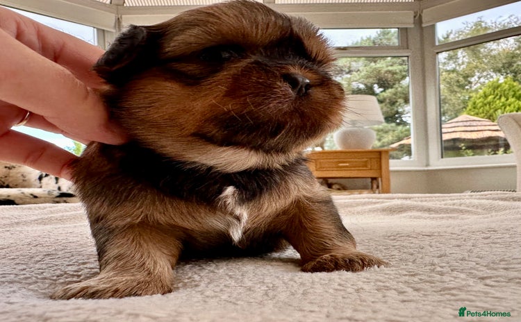 Shih Tzu dogs - Advert 4