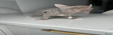 Chihuahua 4