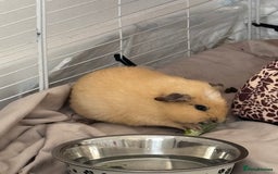Guinea Pig rodents for sale: 1 skinny pig & 2 hair guinea pigs with set up  - Image 4