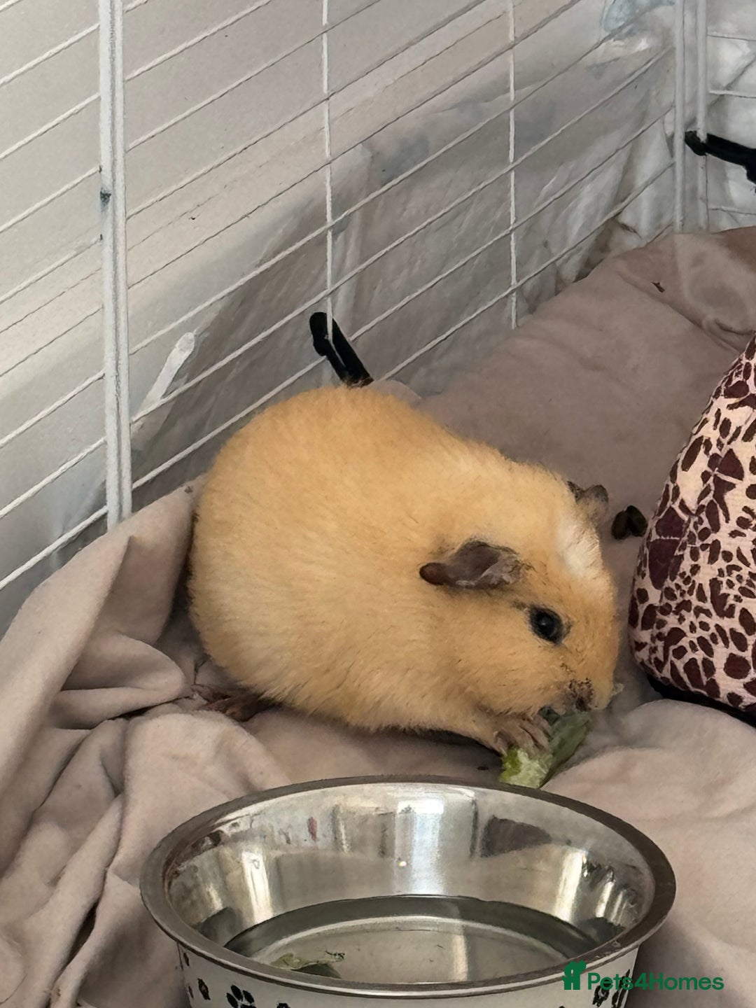 Guinea Pig rodents for sale: 1 skinny pig & 2 hair guinea pigs with set up  - Image 4
