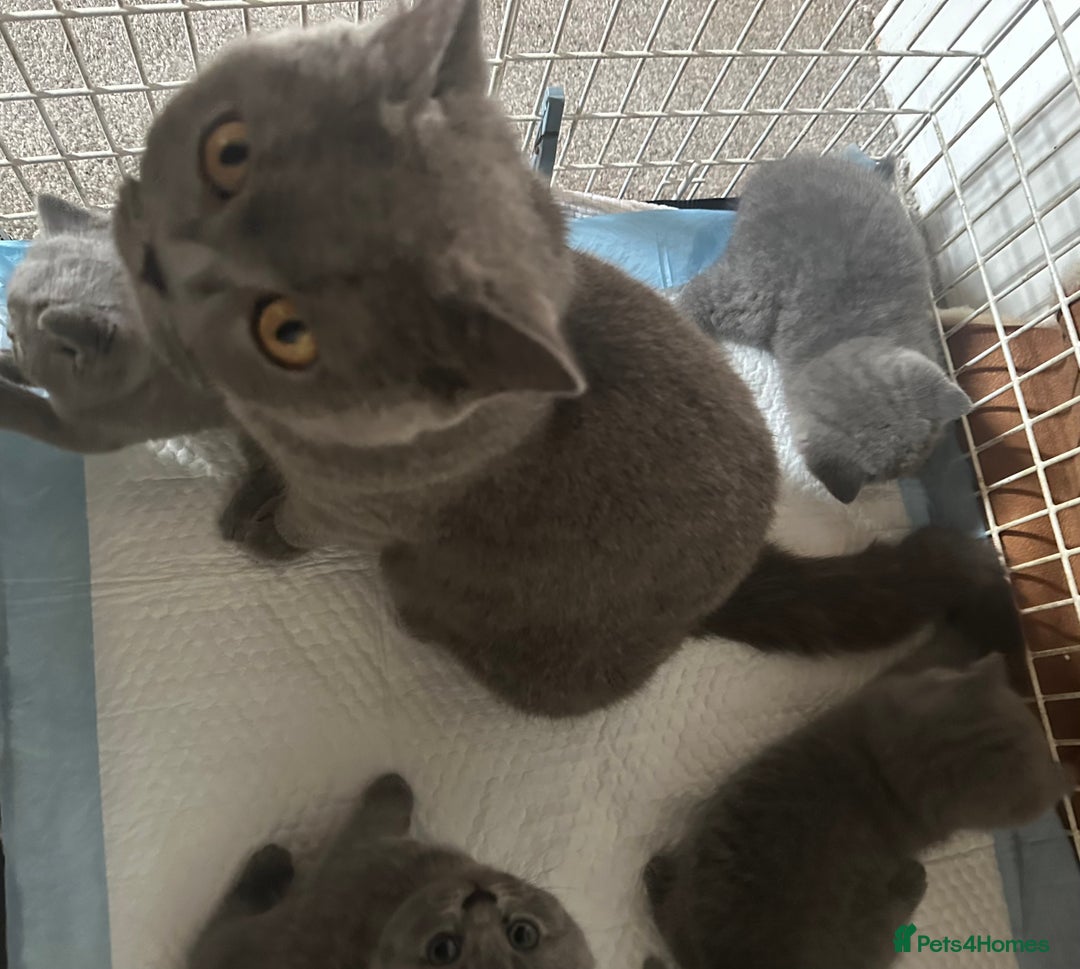 British Shorthair cats for sale: British Shorthair Blue male Kittens - Image 4