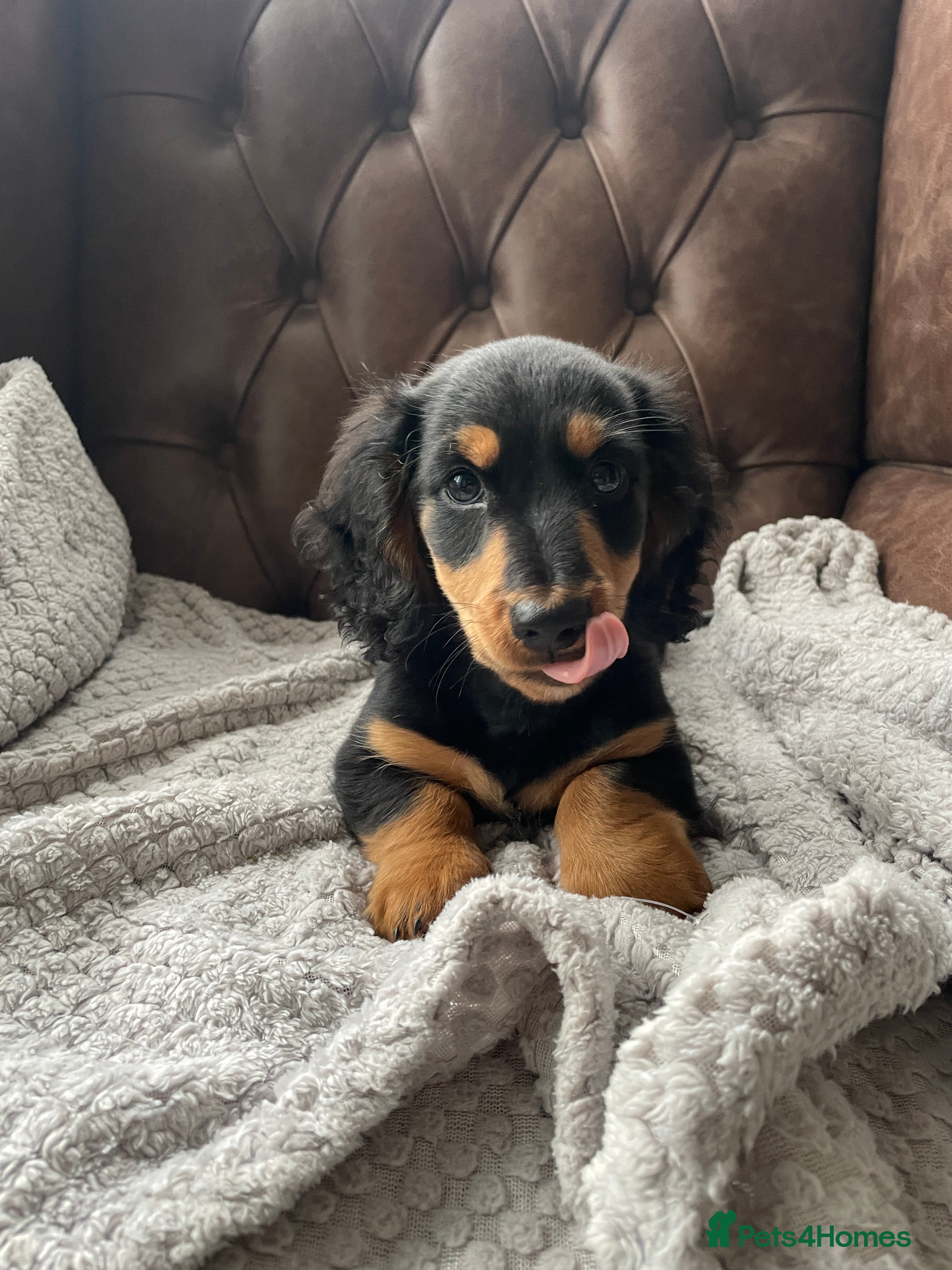 Miniature Dachshund dogs Miniature longhaired dachshund Black and Tan boy  - Advert 18