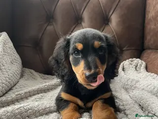 Miniature Dachshund dogs Miniature longhaired dachshund Black and Tan boy - Advert 18