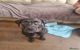 Mixed Breed dogs for sale: 8 month old corso x - Image 1