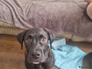 Mixed Breed dogs for sale: 8 month old corso x - Advert 1