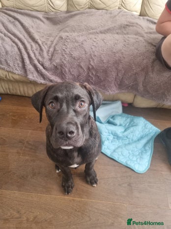 Mixed Breed dogs - Advert 1