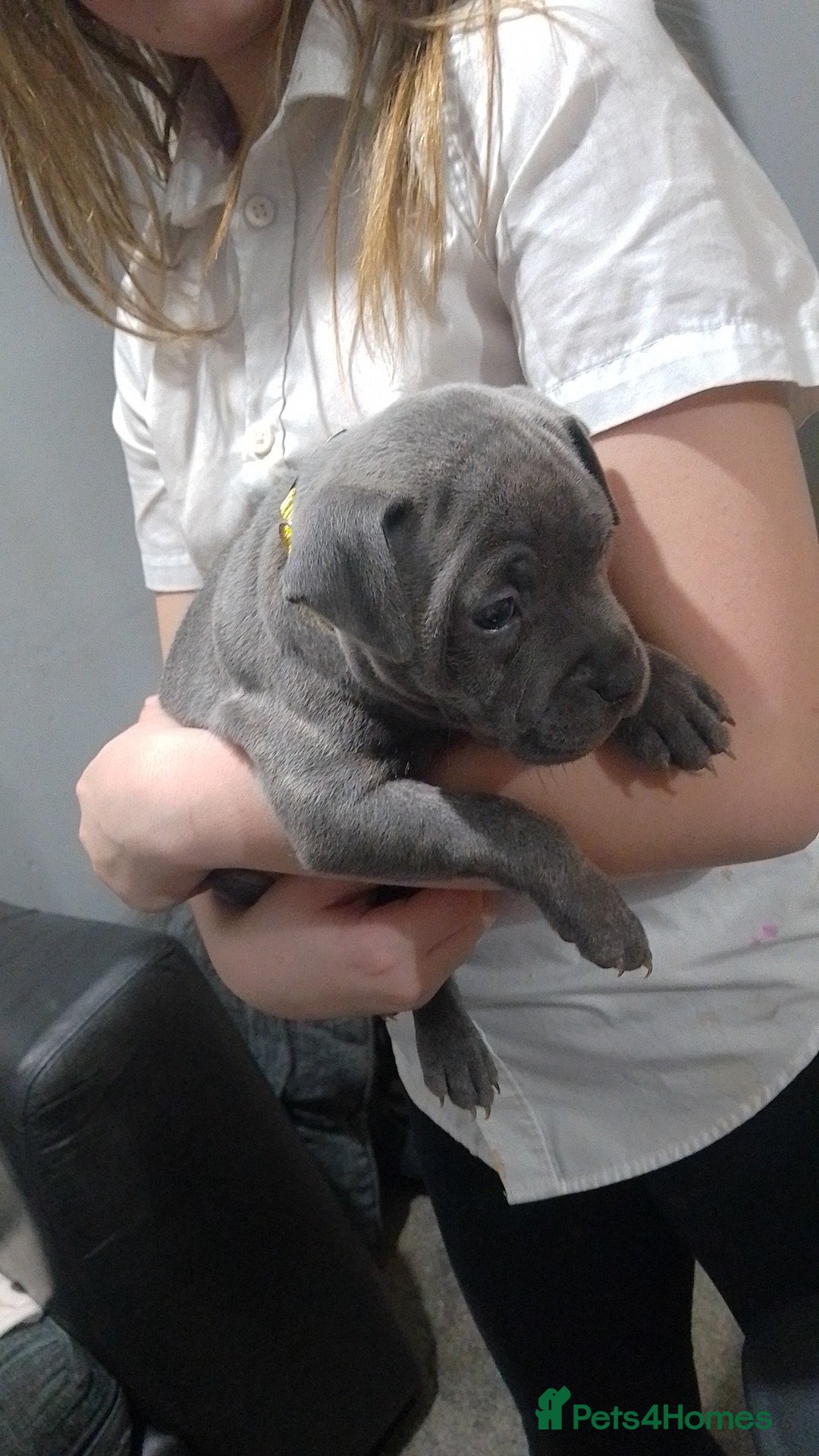 Staffordshire Bull Terrier dogs for sale: **Gorgeous blue staffy pups** - Advert 4