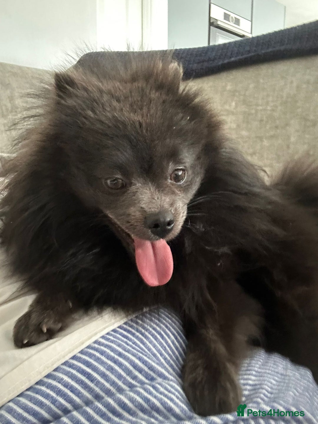 Pomeranian dogs for sale: Coco  - Advert 5
