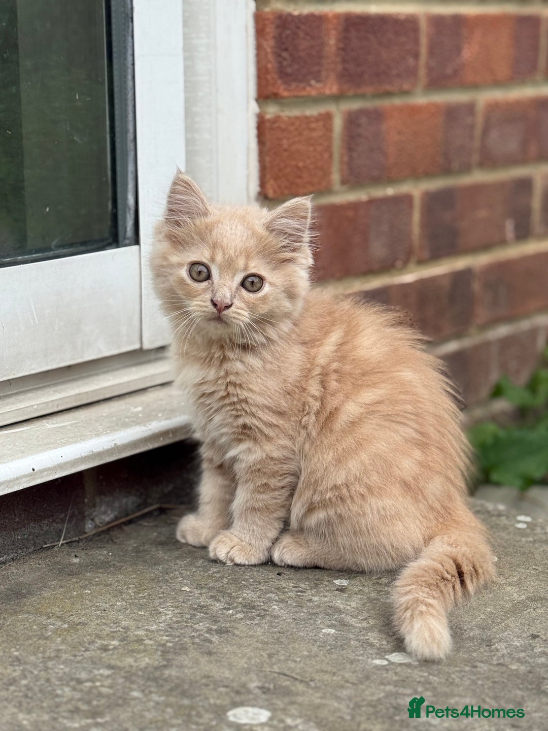 British Shorthair cats for sale: Beautiful kittens - Image 12