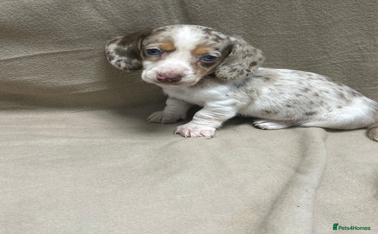 Miniature Dachshund dogs in Romford - Advert 12