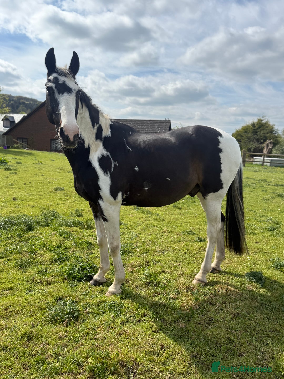 Holstein horses for sale: Fantastic veteran family horse  - Advert 5