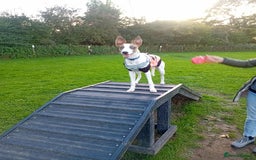 Mixed Breed dogs for sale: Mini whippet  - Advert 6