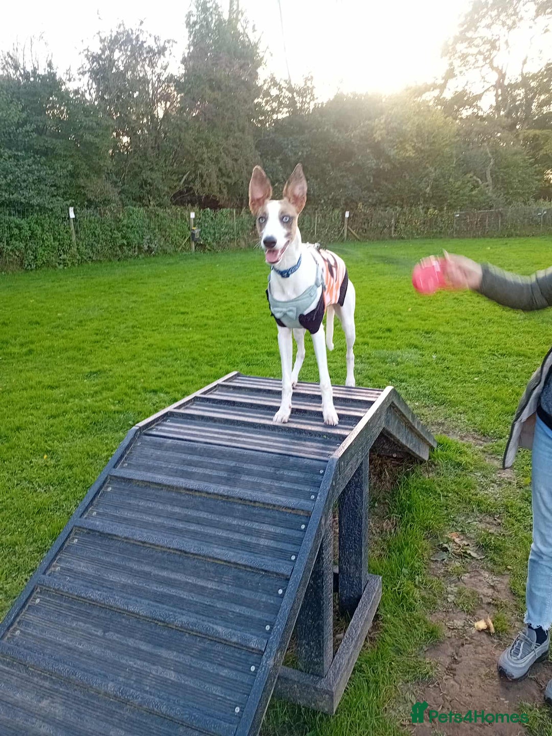 Mixed Breed dogs for sale: Mini whippet  - Advert 6