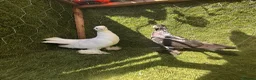 Pigeons birds for sale: Top Quality Strong Breeding Pair – Vaccinated - Advert 15