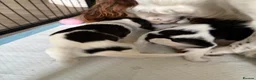English Springer Spaniel dogs for sale: KC Registered English Springer Spaniel puppies - Advert 25