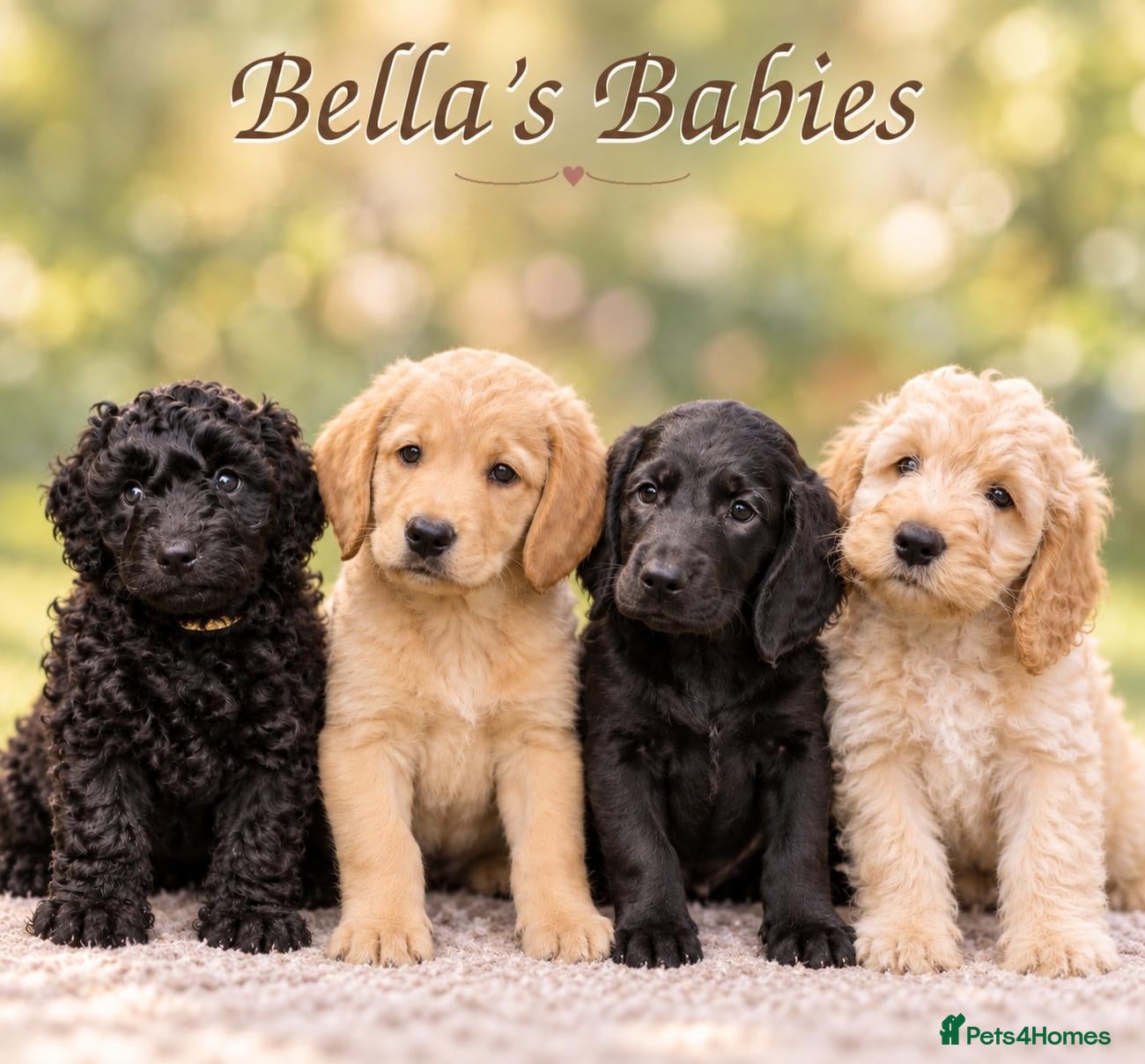 Labradoodle dogs 🐾 Multigen Labradoodle Puppy Family Raised  - Advert 9