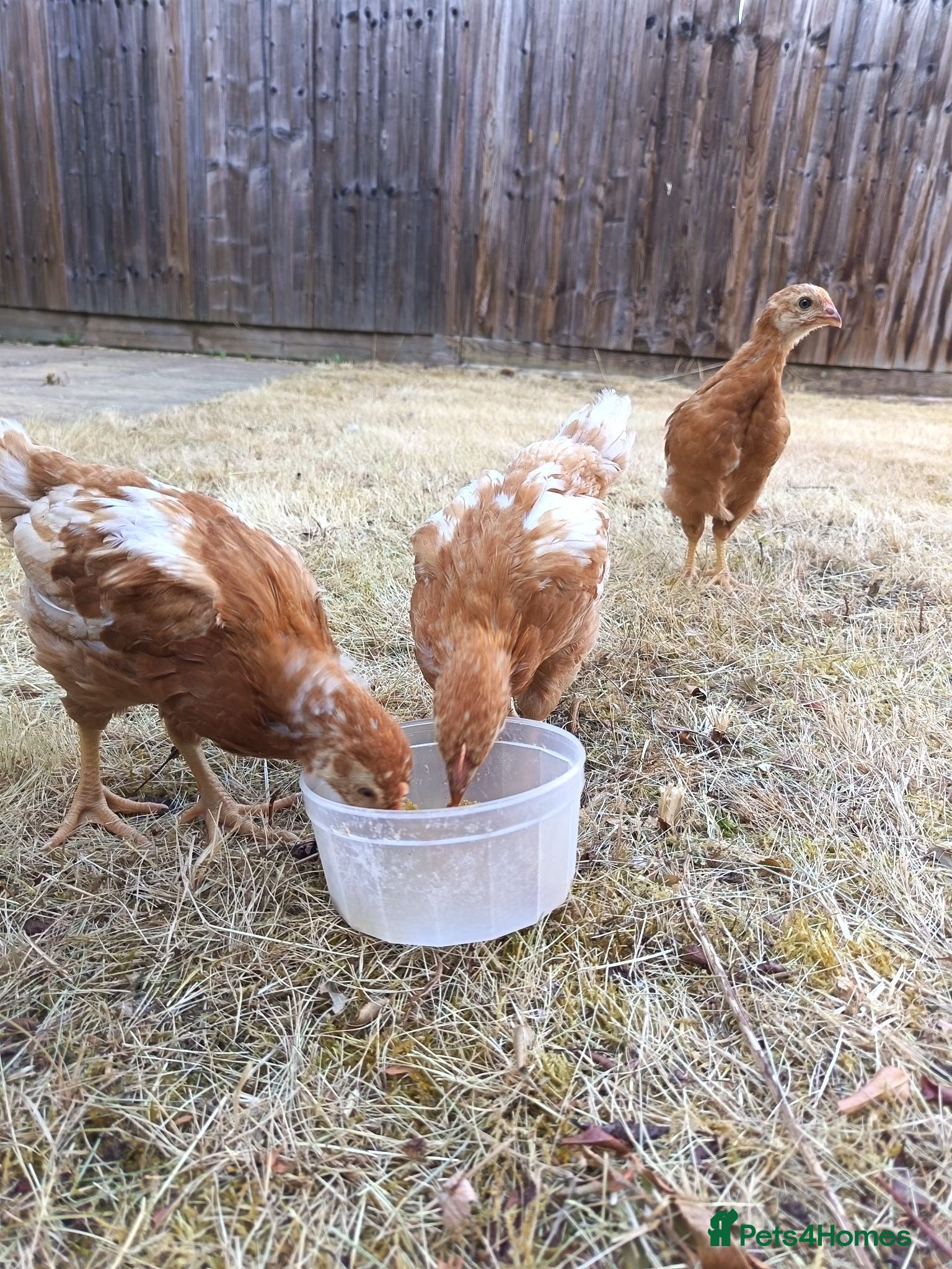 Chickens poultry Hens for sale, 3 goldline hens - Advert 1