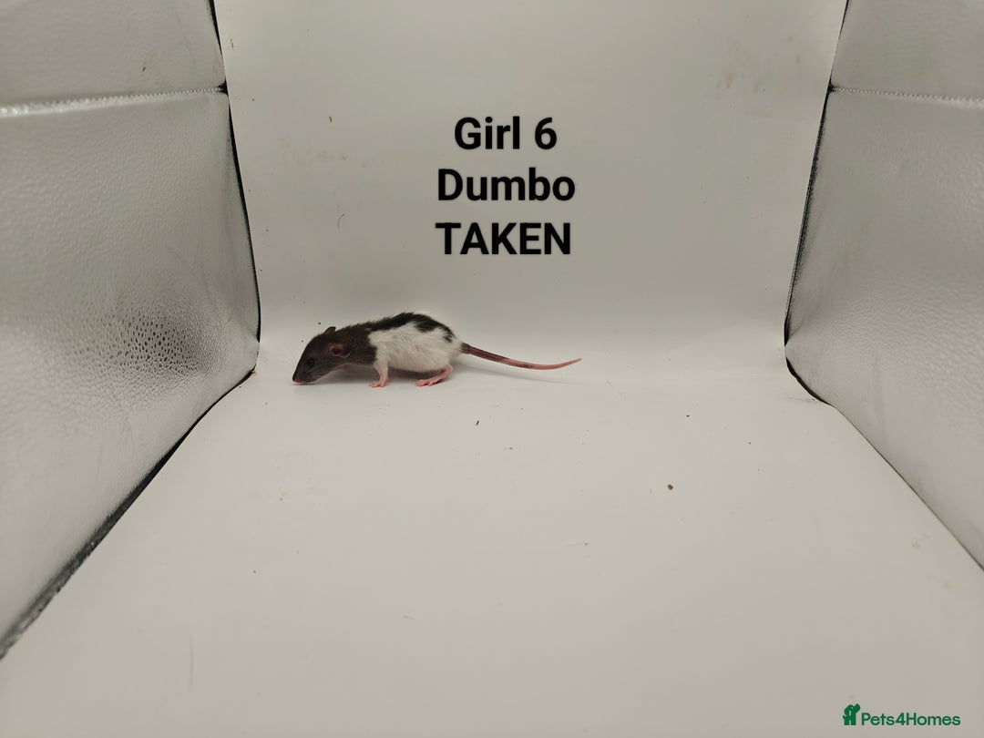 Rat rodents for sale: DEC: 24 Rats (5 Rats: 3 Boys & 2 Girls Left) - Advert 20