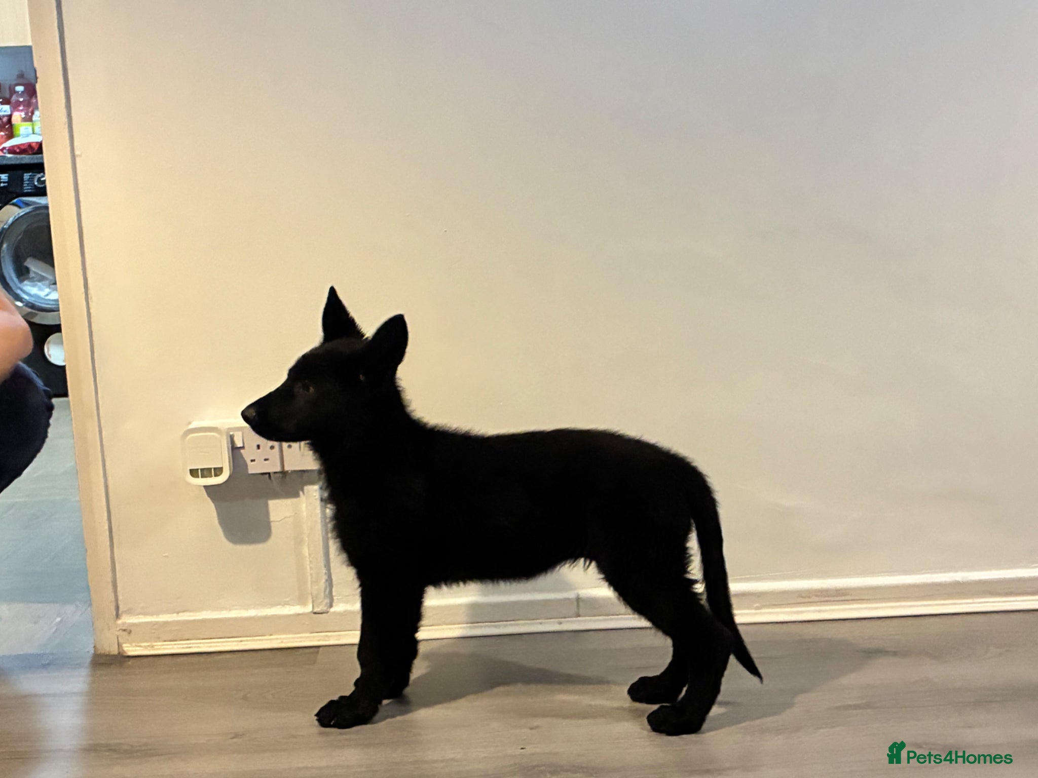 German Shepherd dogs for sale: BIG BONED KC FEMALE - Advert 3