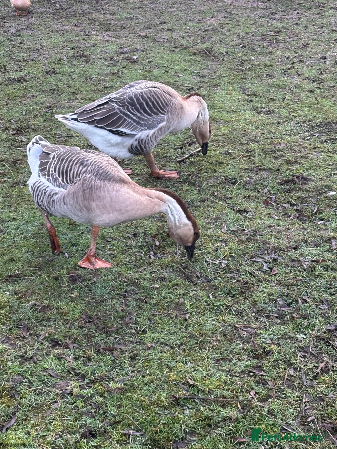 Geese poultry for sale: Pair of African geese  - Advert 3