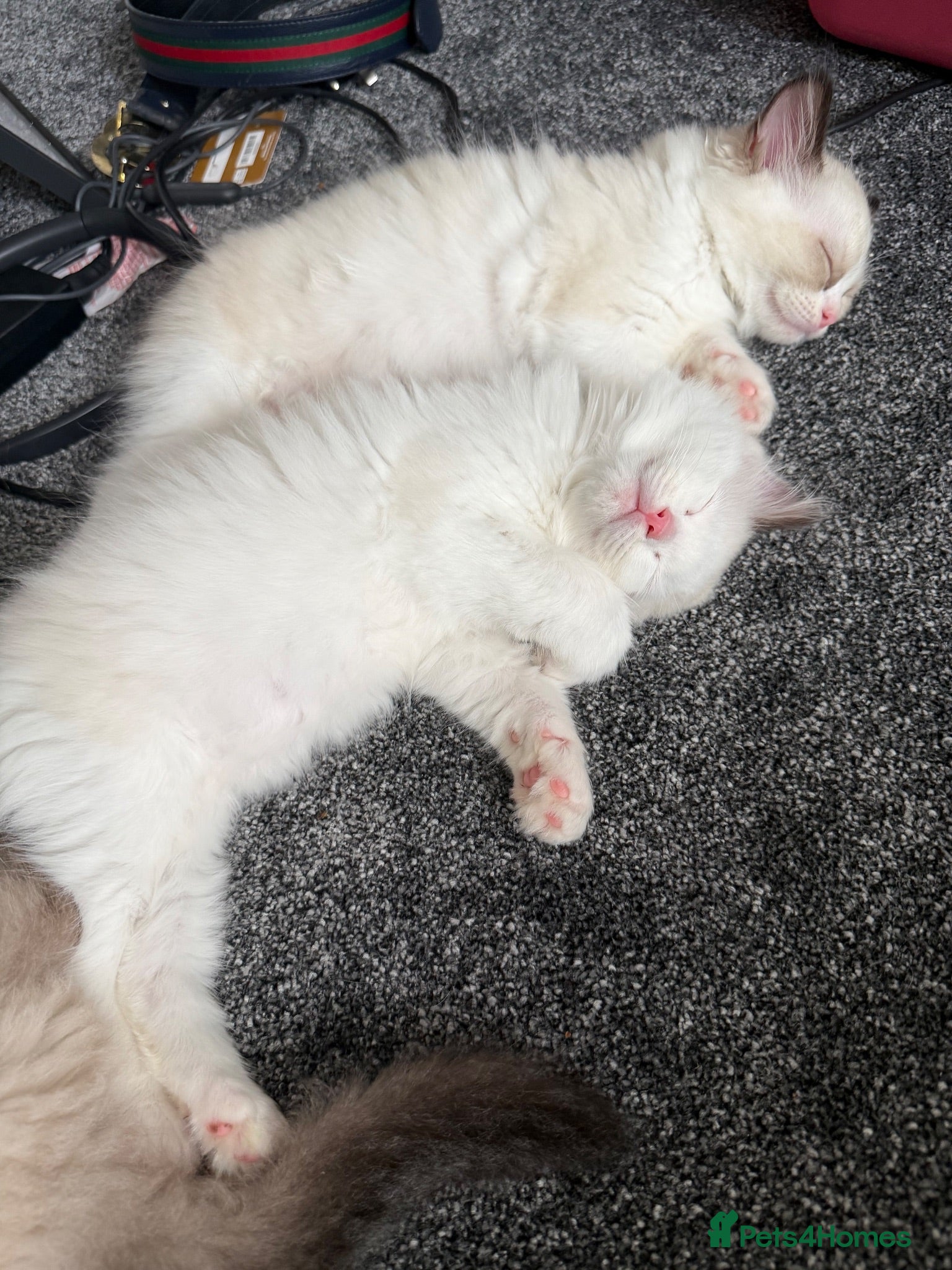 Ragdoll cats Blue Linx bi colour Ragdoll boy  - Advert 2