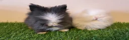 Lionhead rabbits for sale: Stunning Boys 💙💙❤️ - Advert 2