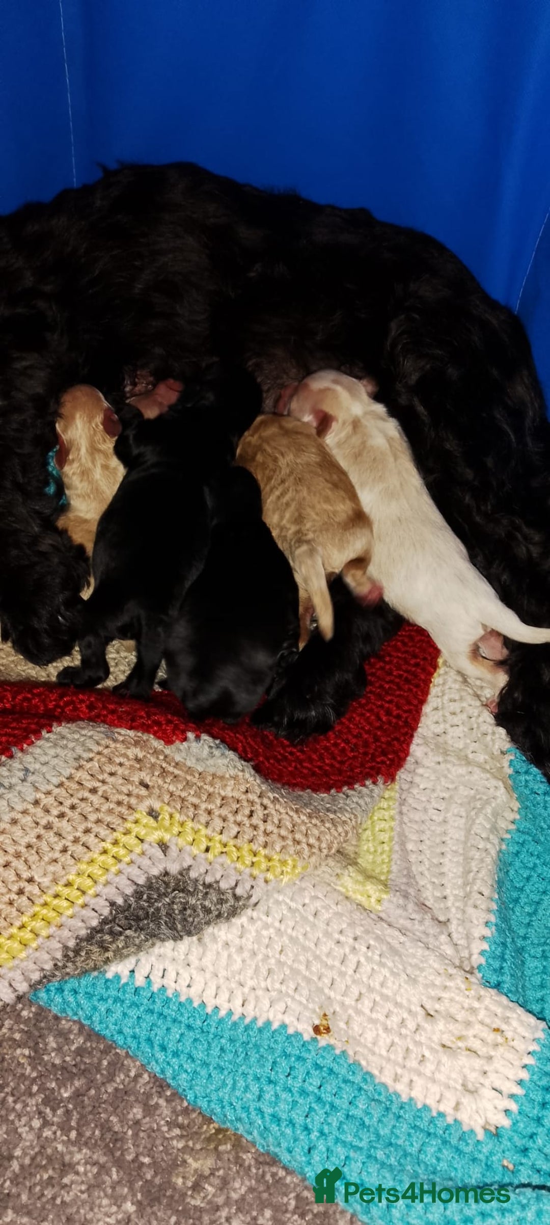 Shihpoo dogs for sale: Last f1b shihpoo left £850 - Advert 15