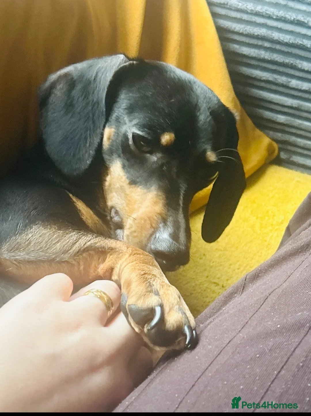 Miniature Dachshund dogs for sale: 3 year old miniature dachshund  in Newcastle - Advert 5