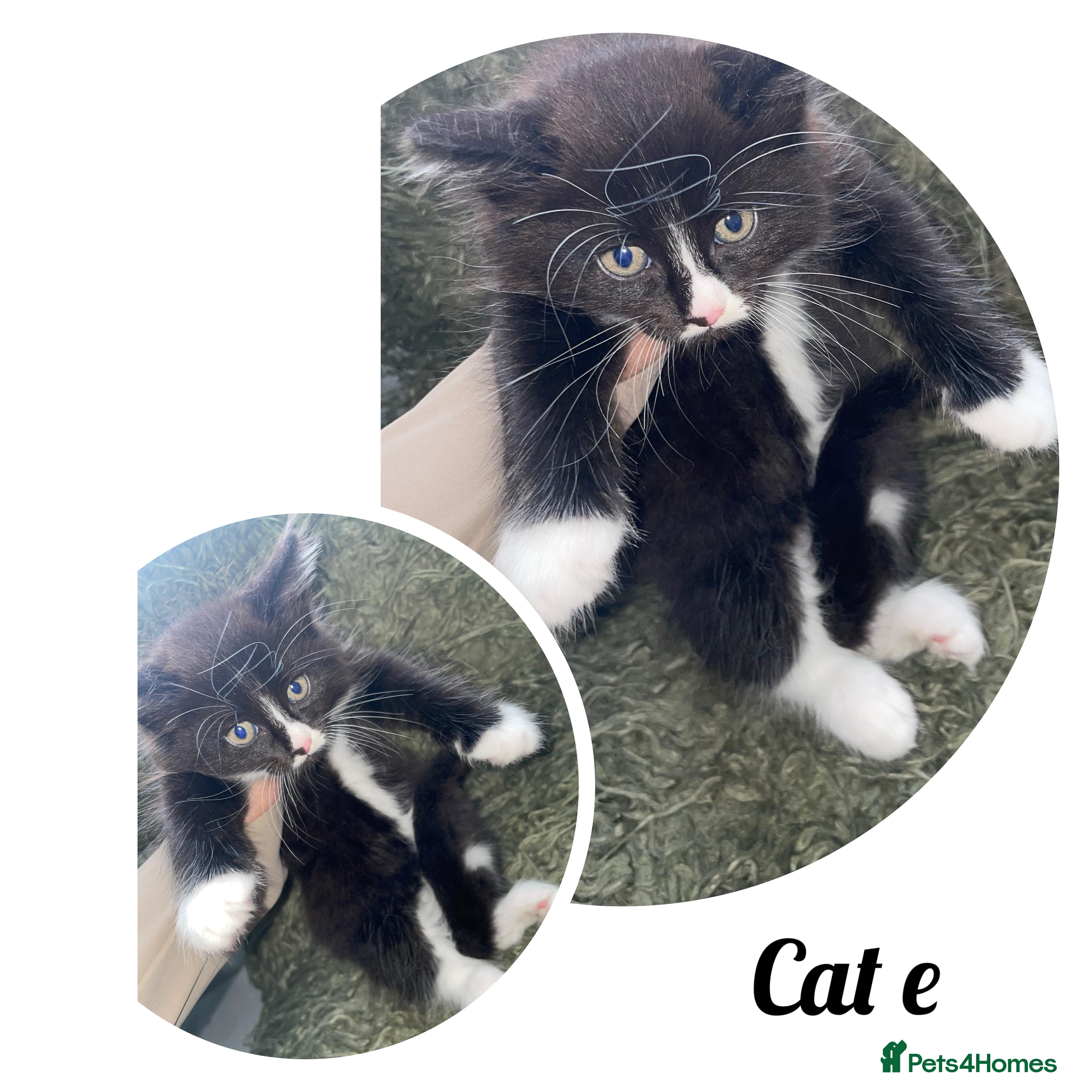 Mixed Breed cats for sale: Kittens ready to leave  in Halifax - Advert 2
