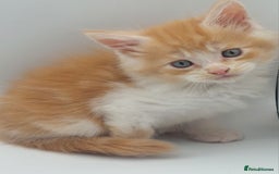 Maine Coon cats for sale: Full pedigree Maine coon  - Image 10