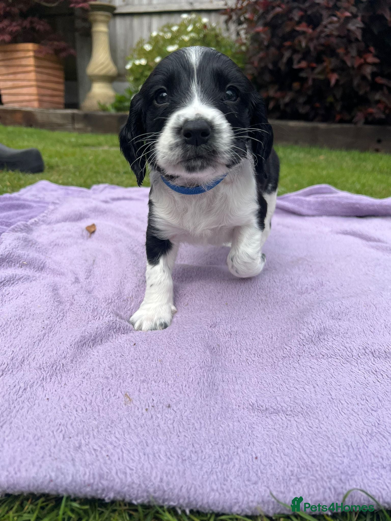 English Springer Spaniel dogs KC registered English Springer Spaniels - Advert 2