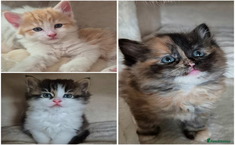 Mixed Breed cats - Advert 16