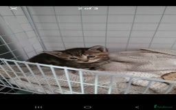 Mixed Breed cats for sale: Tabby Kittens - Image 1