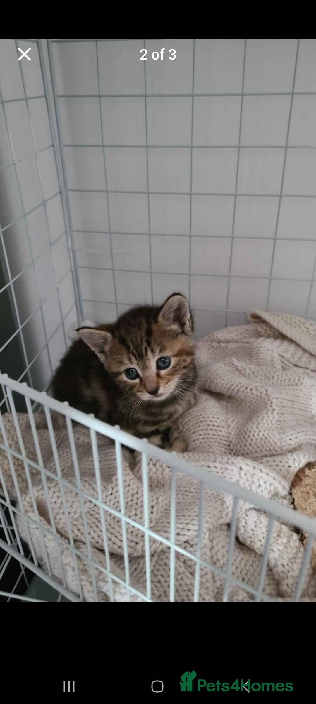 Mixed Breed cats for sale: Tabby Kittens - Image 1