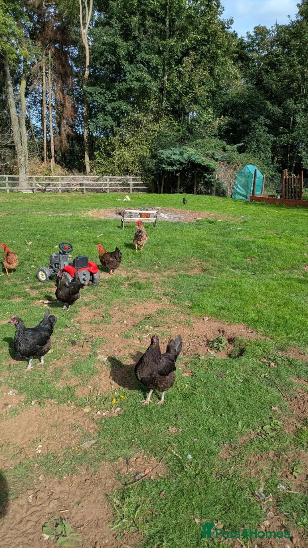 Chickens poultry for sale: Mixed chickens various ages in King's Lynn - Advert 8