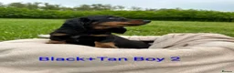 Dachshund dogs for sale: Beautiful Dachshund Puppies - Advert 6