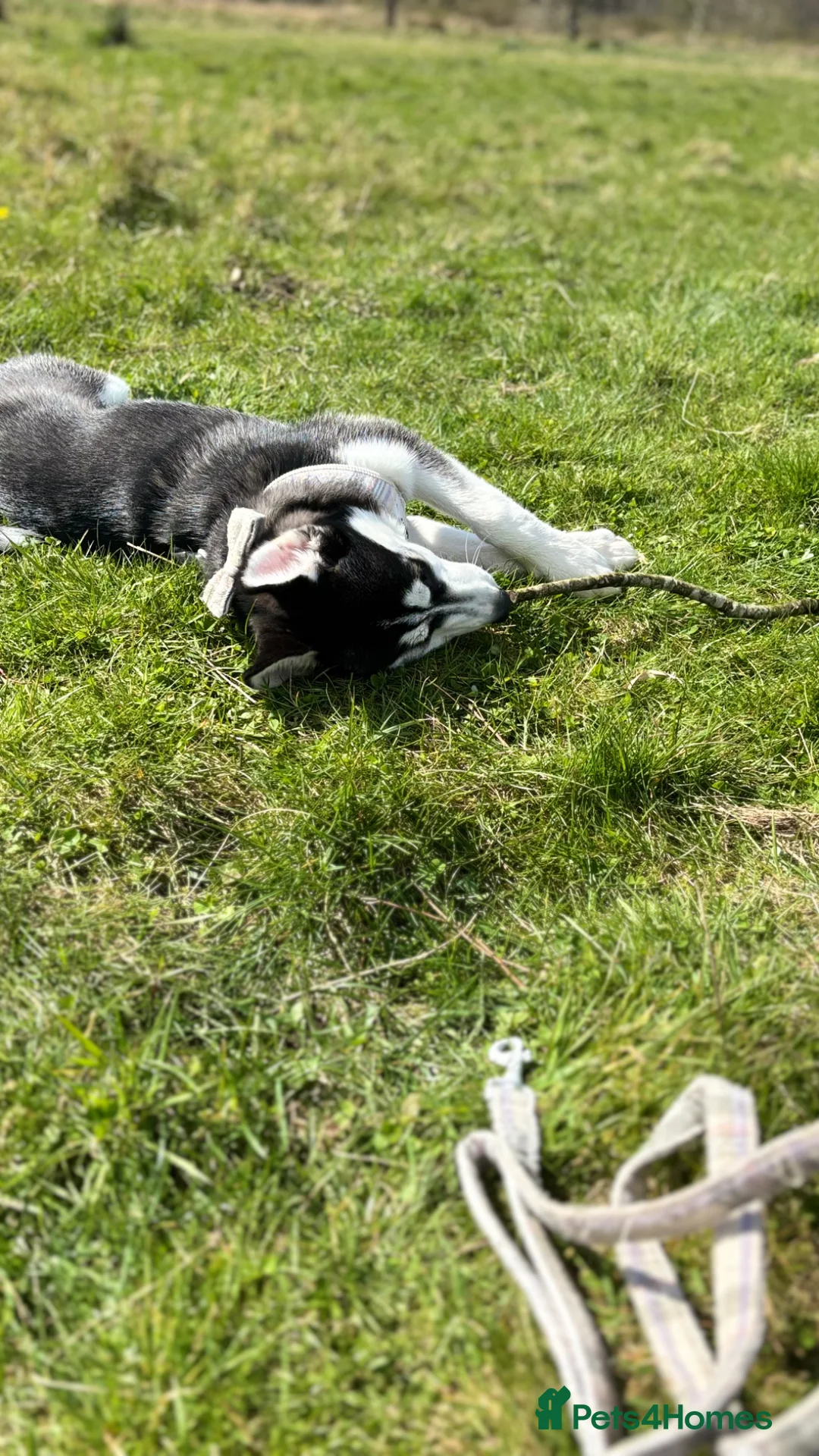 Siberian Husky dogs for sale: Laika - Advert 5