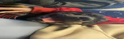 Staffordshire Bull Terrier dogs for sale: Meet bomber in Airdrie - Advert 7