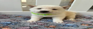 Japanese Shiba Inu 1